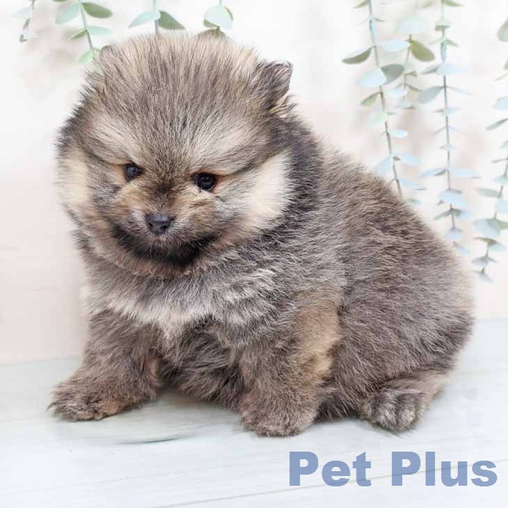 ポメラニアンの写真2