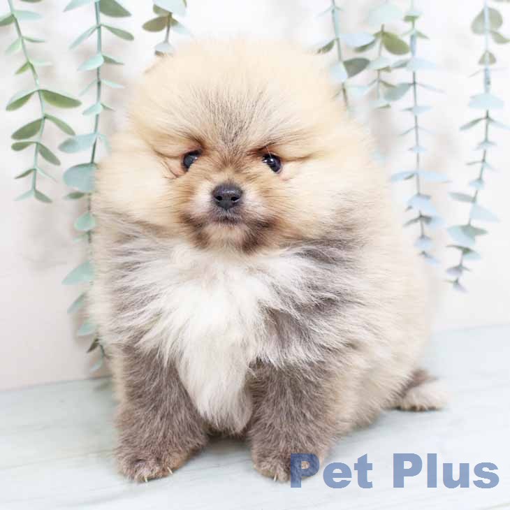 ポメラニアンの写真2