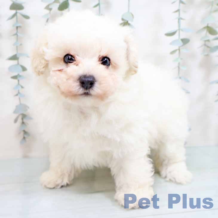 トイ・プードル