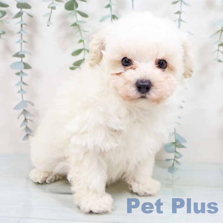 トイ・プードルの写真2