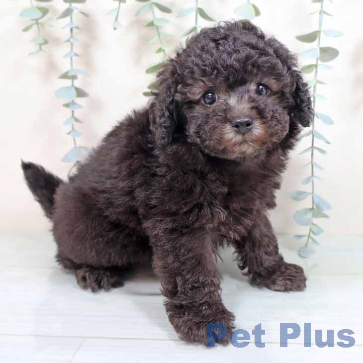 トイ・プードル