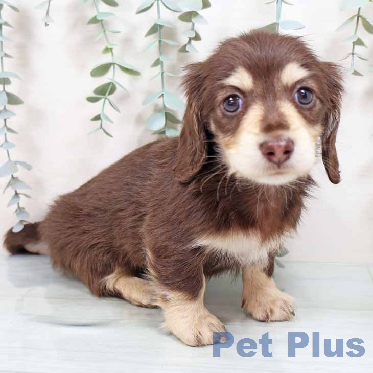 カニーンヘン・ダックスフンド