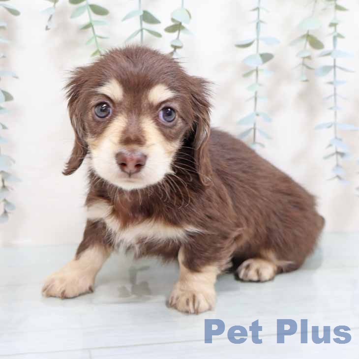 カニーンヘン・ダックスフンドの写真2