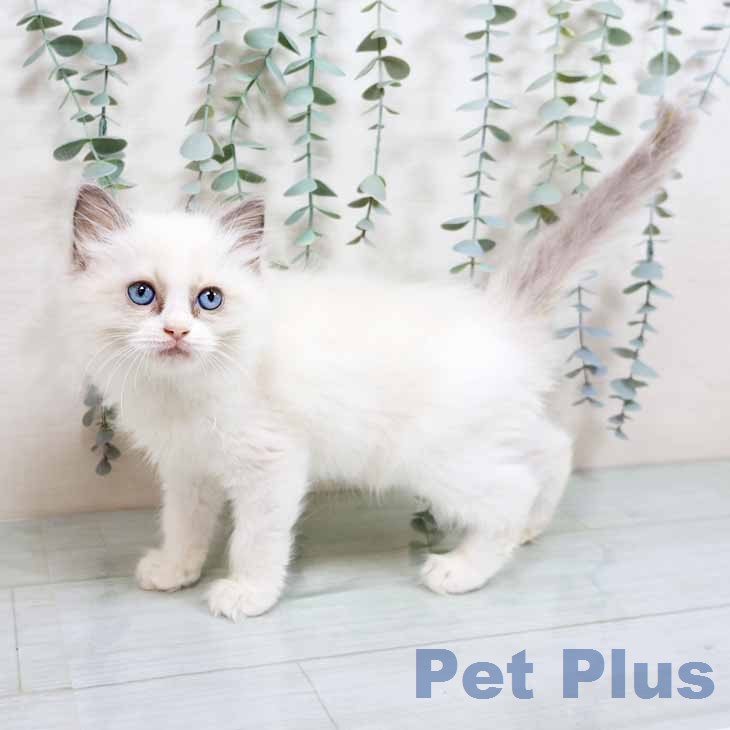 ラグドールの写真2