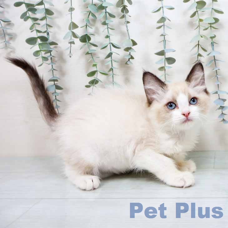 ラグドールの写真2