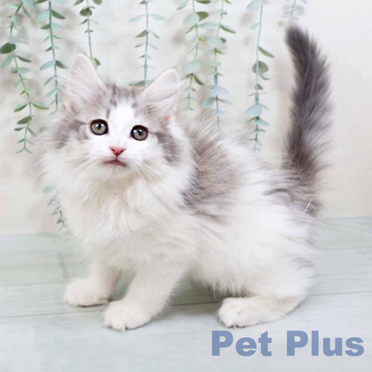 ノルウェージャンフォレストキャット