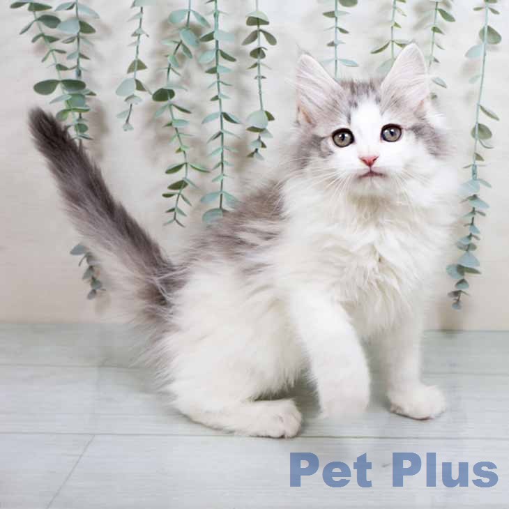 ノルウェージャンフォレストキャットの写真2