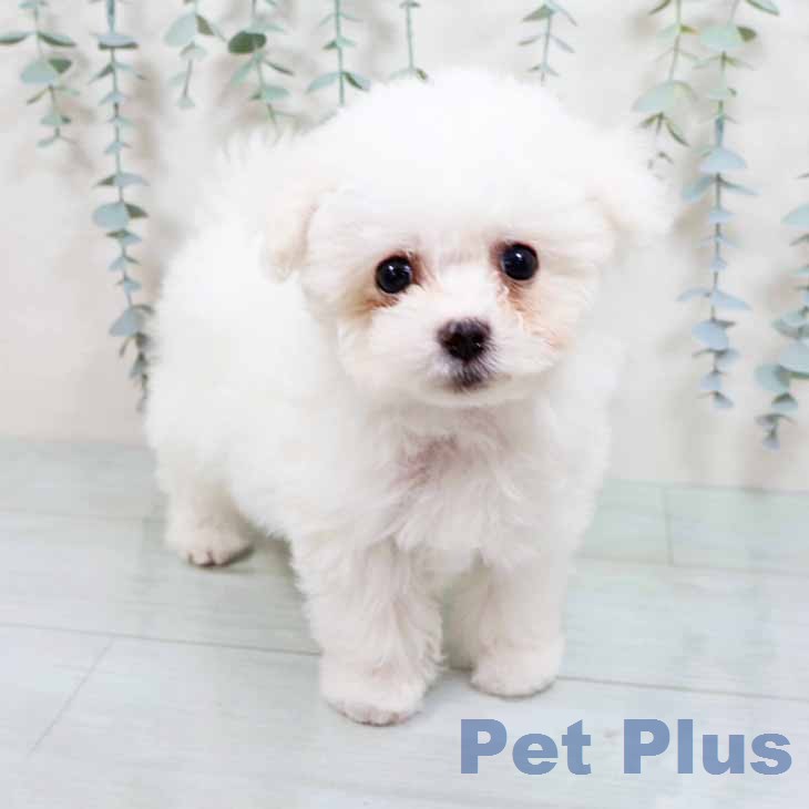 ビション・フリーゼ