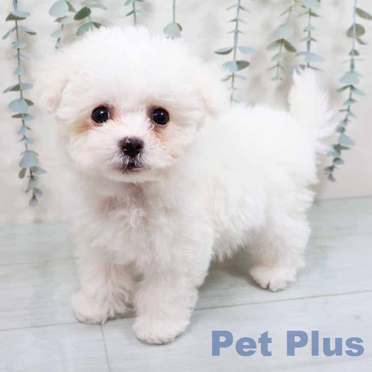 ビション・フリーゼの写真2