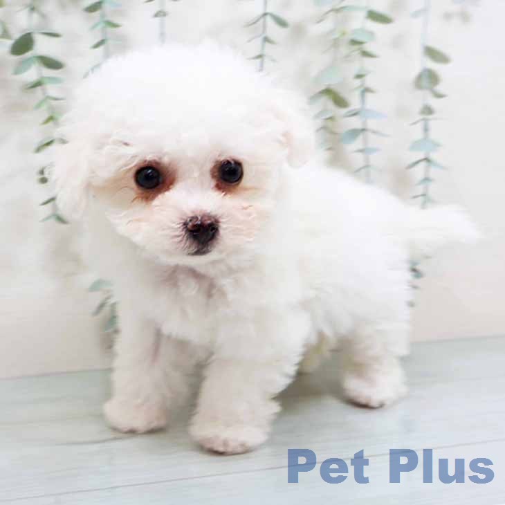 ビション・フリーゼの写真2