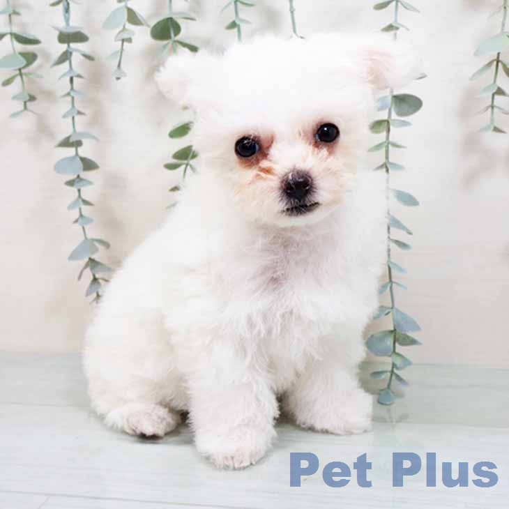 ビション・フリーゼ