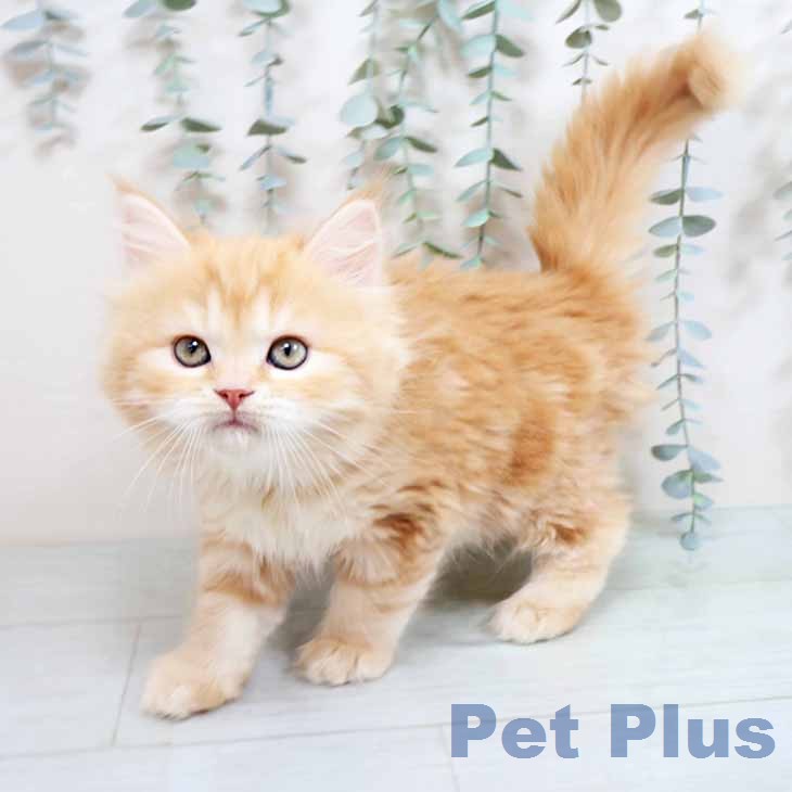 マンチカンの写真2