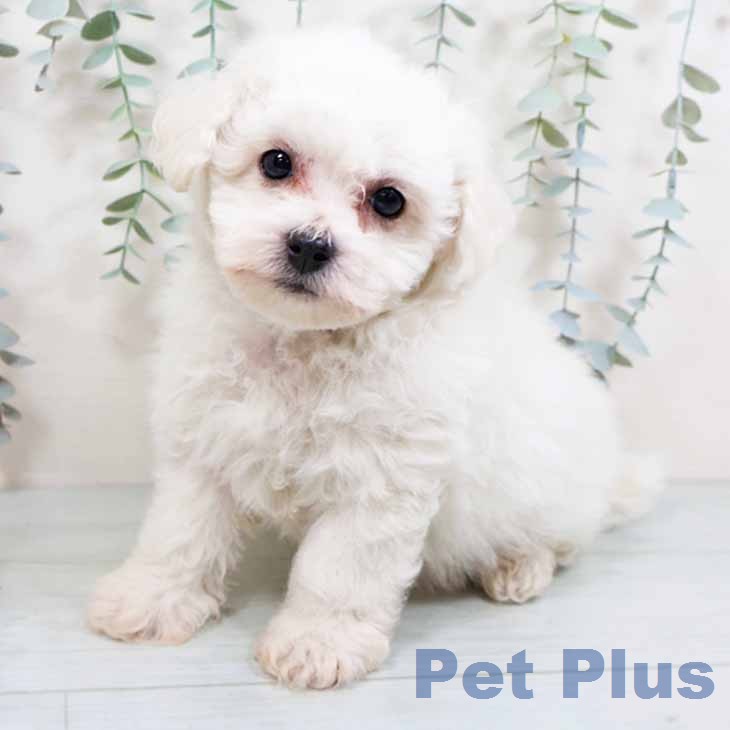 ビション・フリーゼ