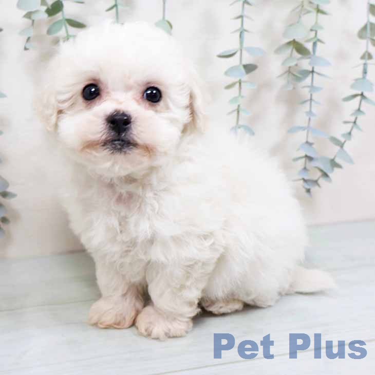 ビション・フリーゼの写真2