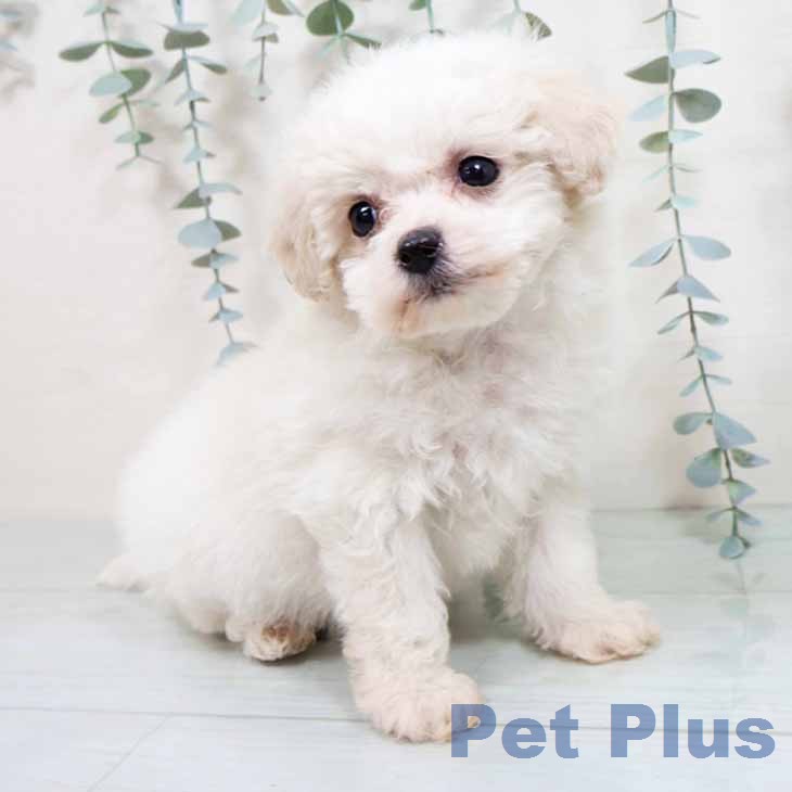 ビション・フリーゼの写真2