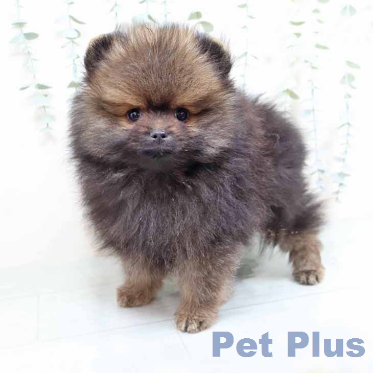 ポメラニアンの写真2