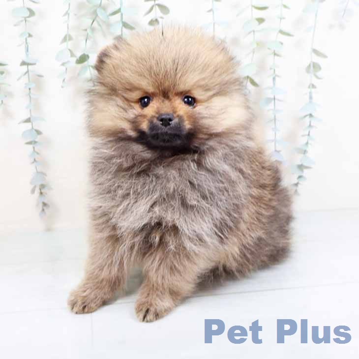 ポメラニアンの写真2