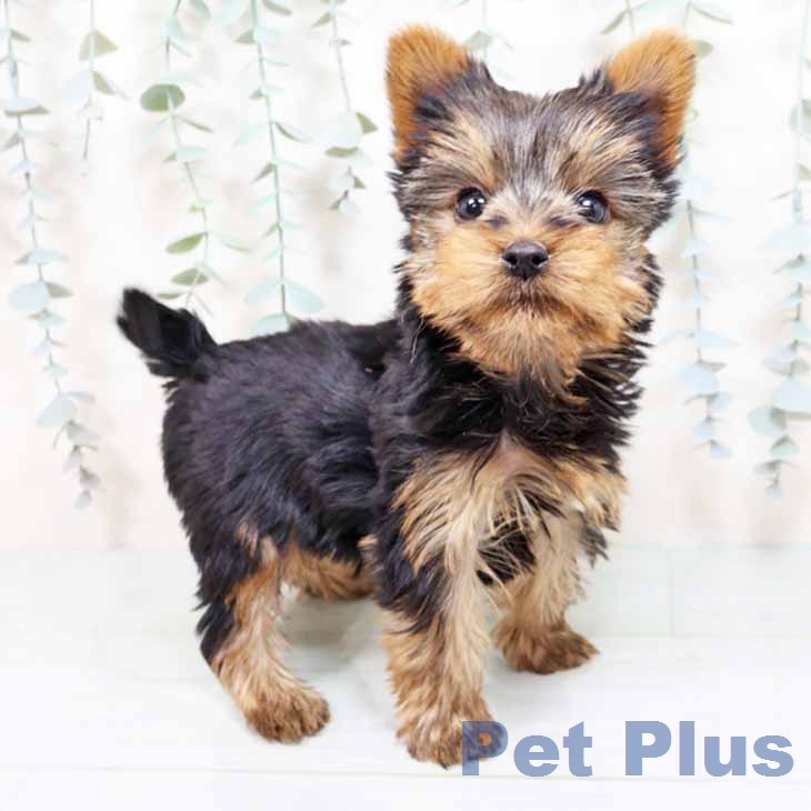 ヨークシャー・テリア