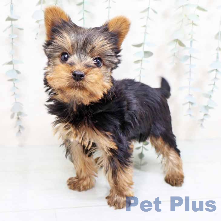 ヨークシャー・テリアの写真2