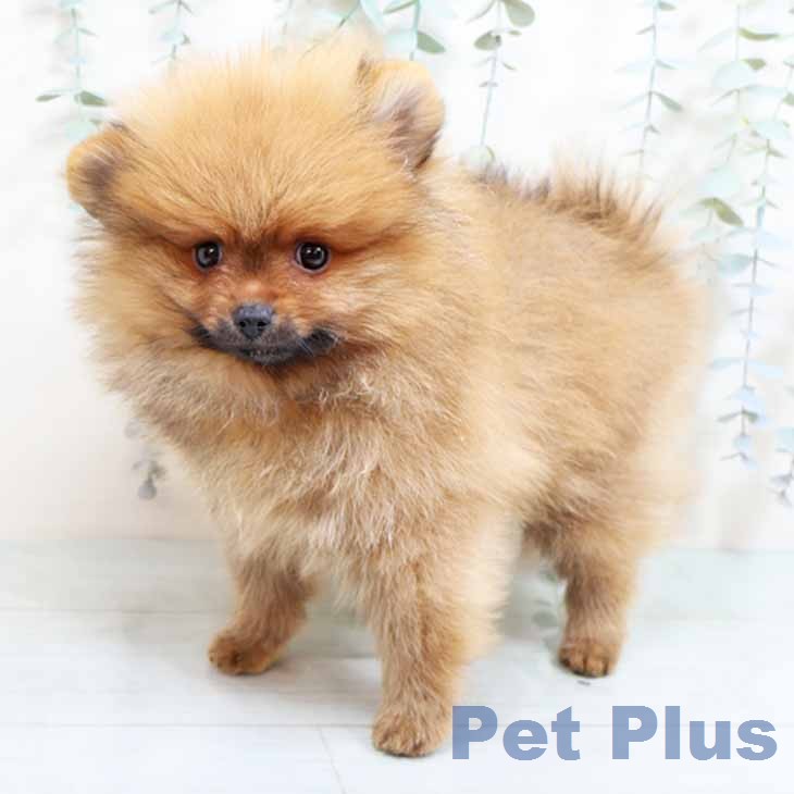 ポメラニアンの写真2