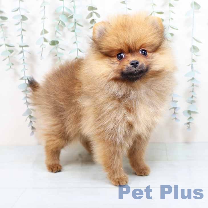 ポメラニアンの写真2