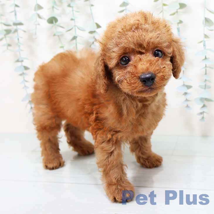 トイ・プードルの写真2