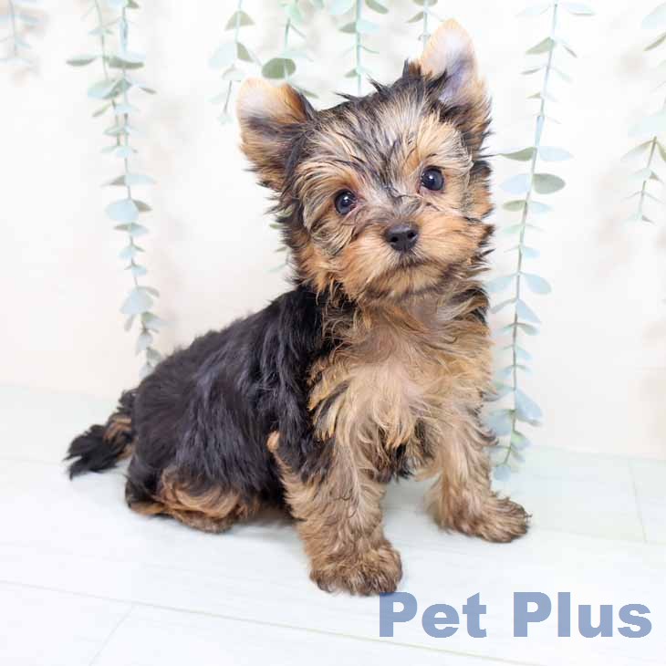 ヨークシャー・テリア