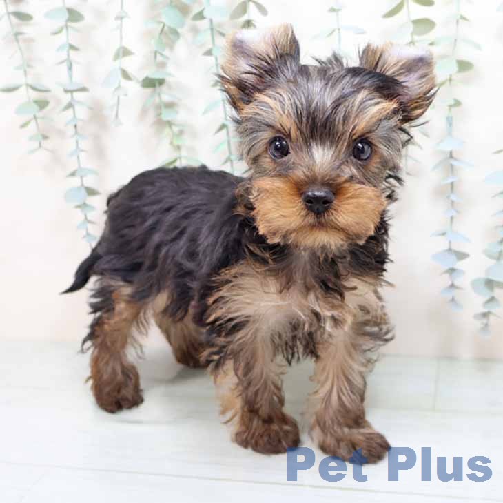 ヨークシャー・テリア