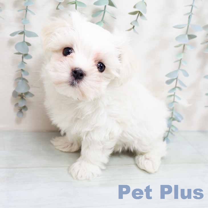 マルチーズの写真2