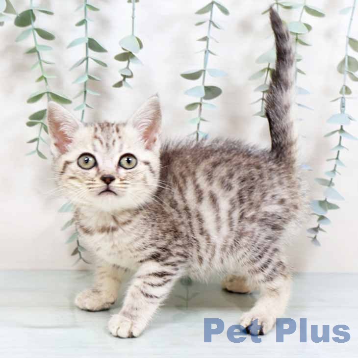 マンチカンの写真2