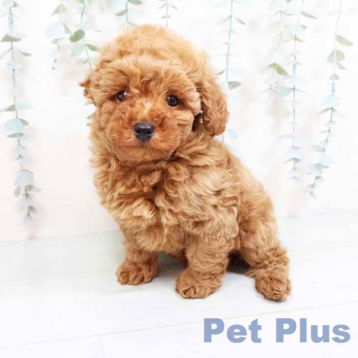 トイ・プードルの写真2