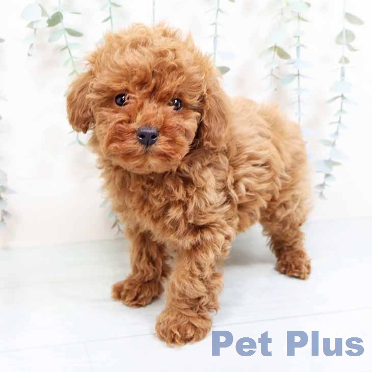 トイ・プードルの写真2