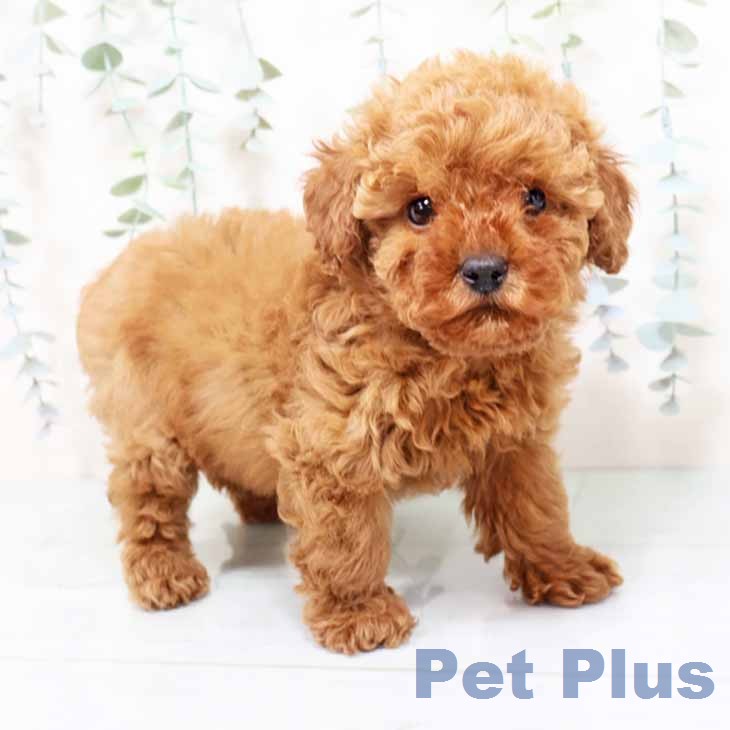 トイ・プードル