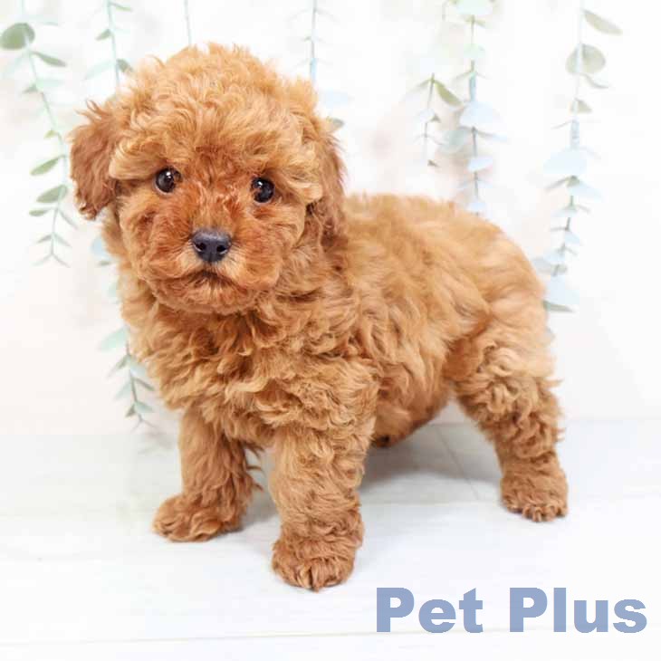 トイ・プードル