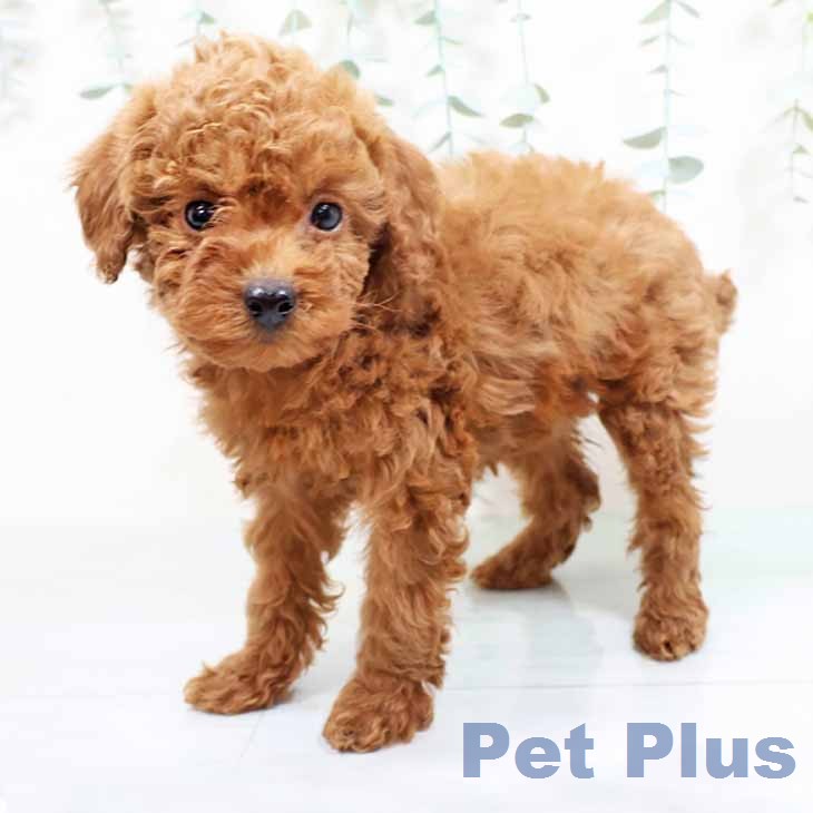 トイ・プードル