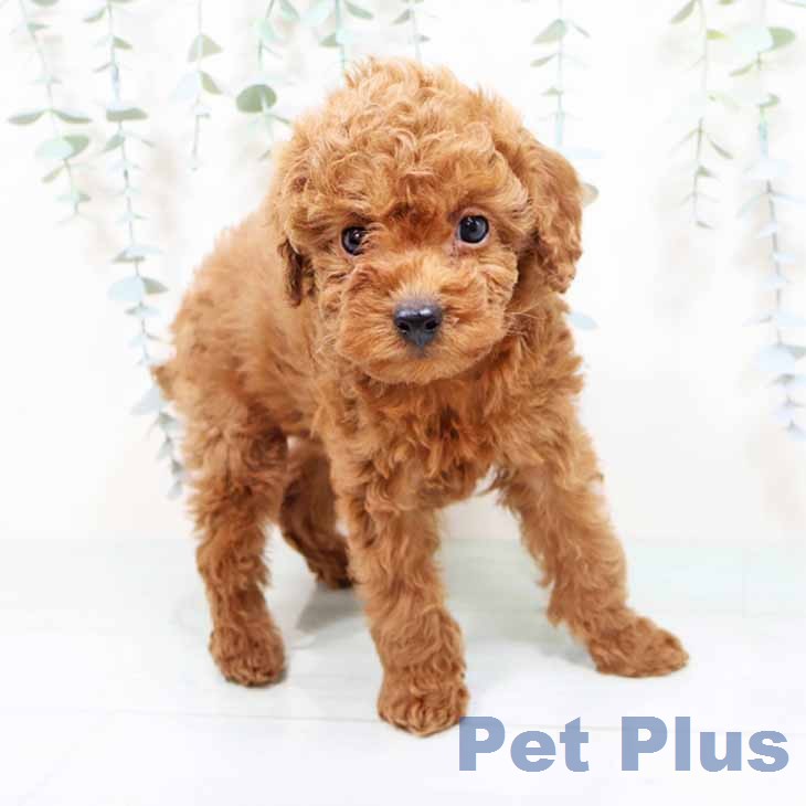 トイ・プードルの写真2