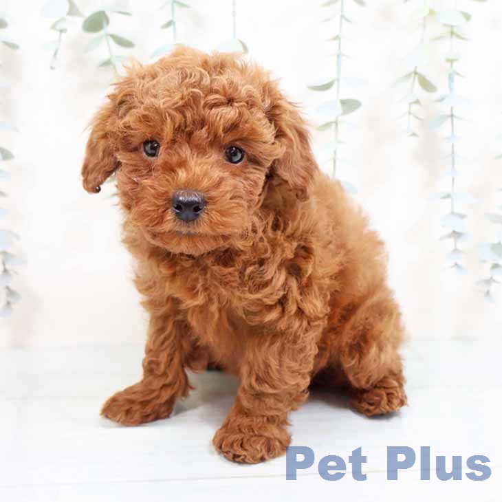 トイ・プードル