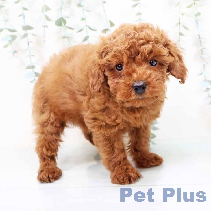 トイ・プードルの写真2