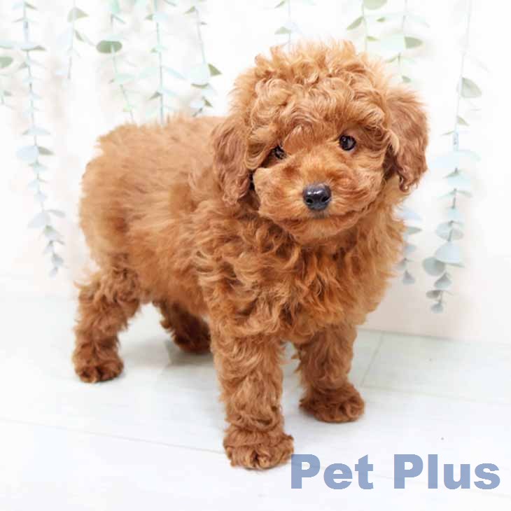 トイ・プードル