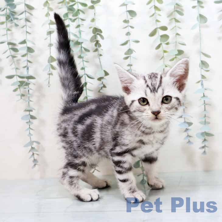 アメリカンショートヘア