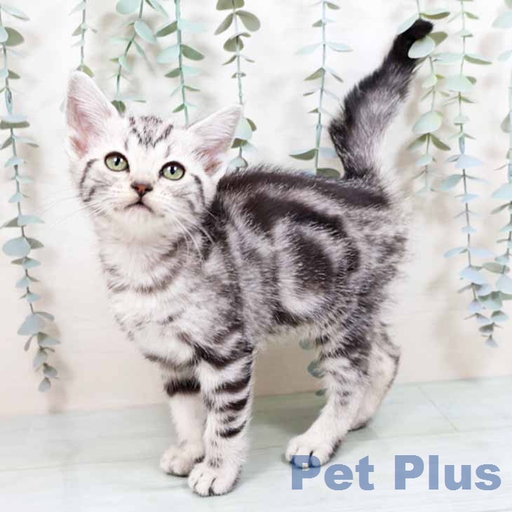 アメリカンショートヘアの写真2