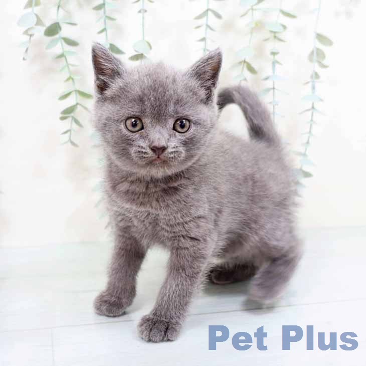 ブリティッシュショートヘア