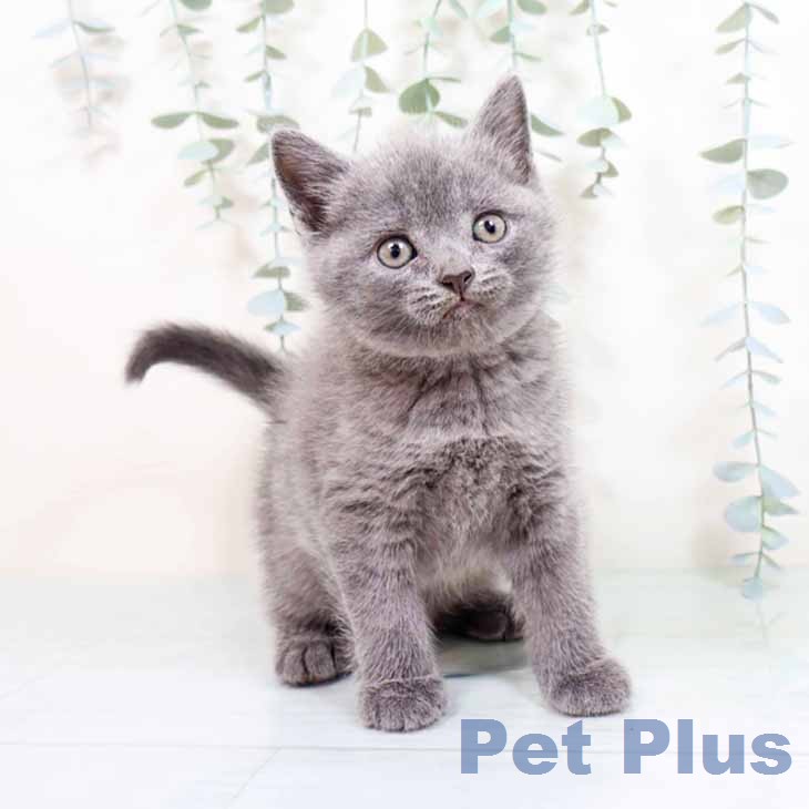 ブリティッシュショートヘアの写真2