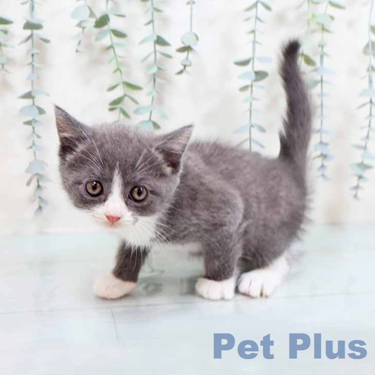 ブリティッシュショートヘア