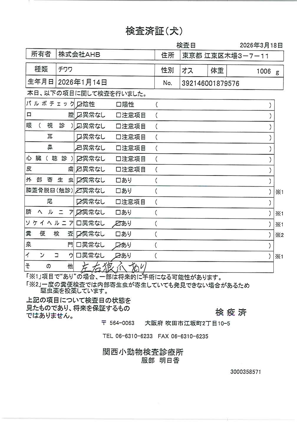 チワワ