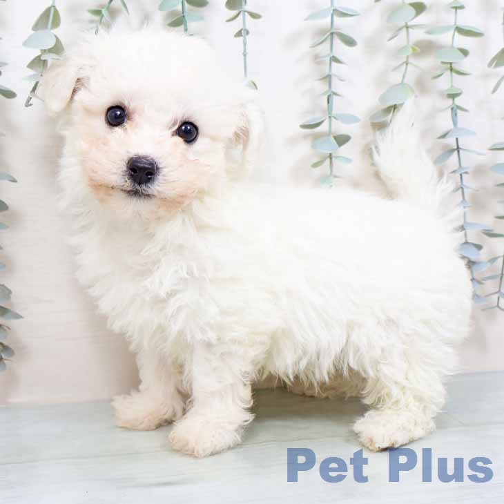 ビション・フリーゼ