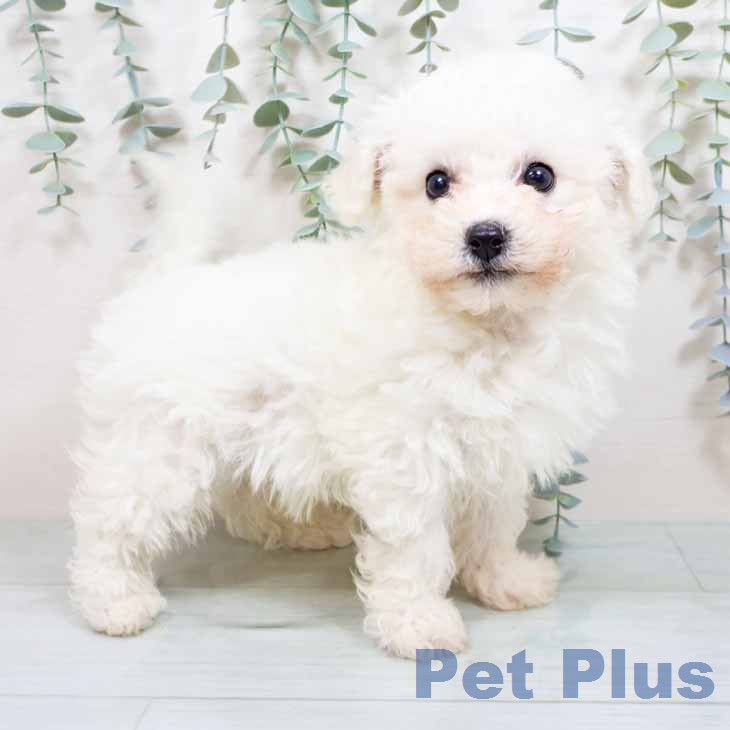 ビション・フリーゼの写真2