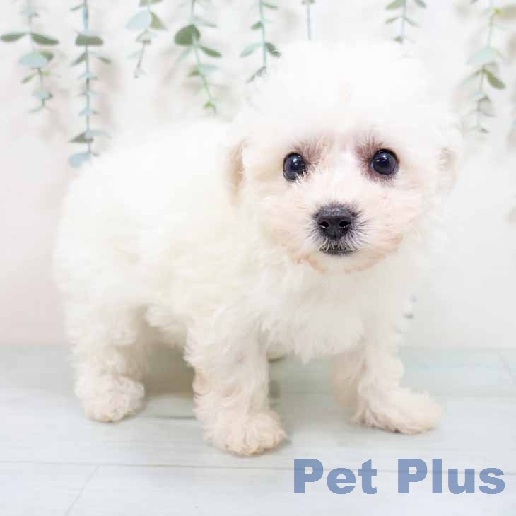 ビション・フリーゼの写真2