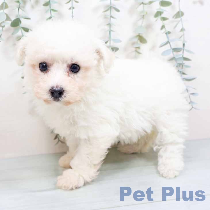 ビション・フリーゼ