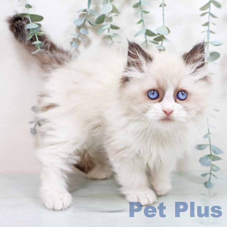 ラグドールの写真2